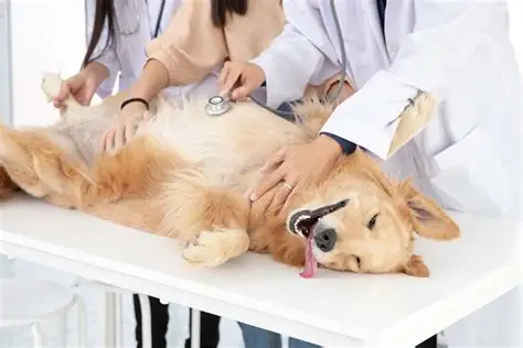 La castración de perros y gatos es una herramienta fundamental para promover una tenencia responsable y evitar la reproducción no planificada
